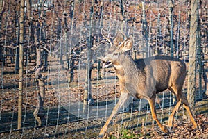 Close-up portrait of mule deer buck running past fenced orchard in autumn