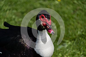 Close up portrait of a Muscovy duck