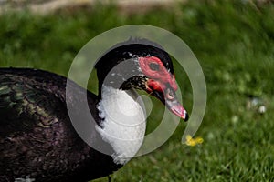 Close up portrait of a Muscovy duck