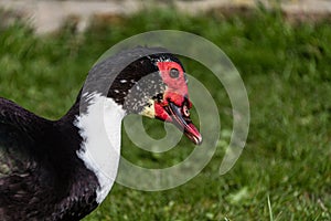 Close up portrait of a Muscovy duck