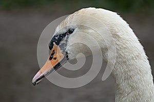 Close up portrait of a mute swan