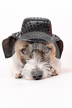 Close-up portrait of the muzzle of a dog breed Jack Russell Terrier in a hat on a white background. Vertical photo. Cute puppy