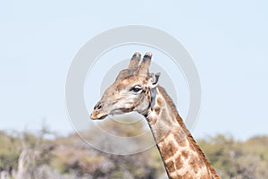 Close-up portrait of a Namibian giraffe, giraffa camelopardalis
