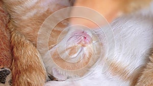 Close up portrait of newborn baby tabby cat lying in its nest with her mother and brothers, eyes closed and very adorable