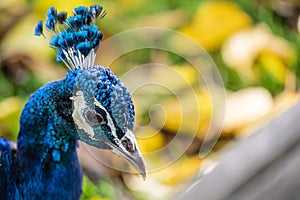 Close-up, portrait of a nice blue peacock