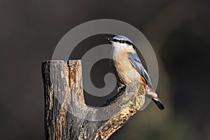 Close up portrait of a nuthatch