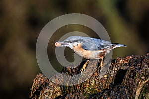 Close up portrait of a nuthatch