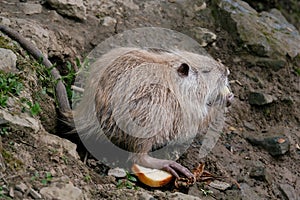 close up portrait of nutria eating bread