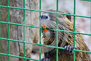 Close-up portrait of a nutria water rat