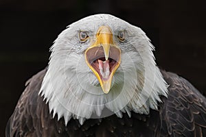 Close up portrait o a bald eagle