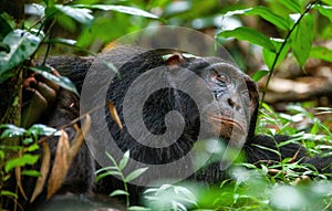 Close up portrait of old chimpanzee Pan troglodytes