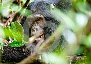 Close up portrait of old chimpanzee Pan troglodytes