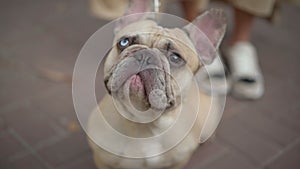 Close-up portrait of old French Bulldog with sick eyes looking up sitting on pavement alley outdoors. Purebred dog with