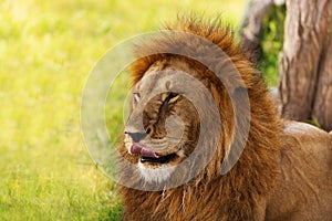 Close-up portrait of an old lion licking his lips