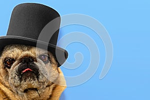 Close-up portrait of old pug dog in black hat. Pug looks sadly at the camera on blue background
