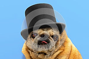 Close-up portrait of old pug dog in black hat. Pug looks sadly at the camera on blue background