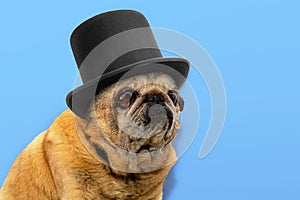 Close-up portrait of old pug dog in black hat. Pug looks sadly at the camera on blue background