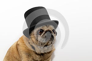Close-up portrait of old pug dog in black hat. Pug looks sadly at the camera on white background