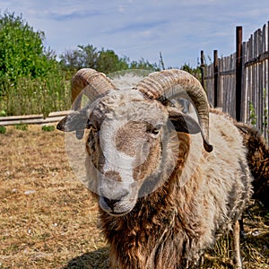 Close-up portrait of an old ram