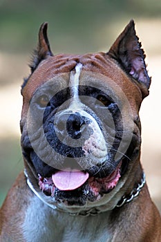 Close up portrait of old school Boxer dog with metal collar, cut ears, ginger and white with black mask. Purebred mature dog male.