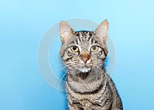 Close up portrait of one black and grey striped tabby cat