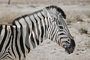 Close up portrait of one Burchell`s zebra Equus quagga burchellii, walking on stony ground, Etosha National Park, Namibia,