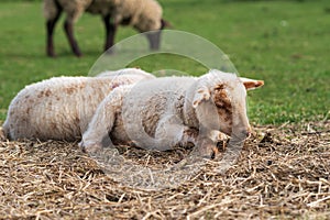 Close-up portrait of one cute little white and brown lamb sitting on a green meadow and eating some straw. Free-range husbandry