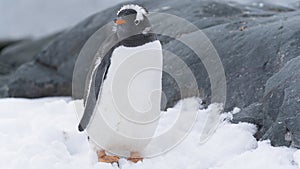 Close up portrait of one gentoo penguin walking in the snow of Antarctica