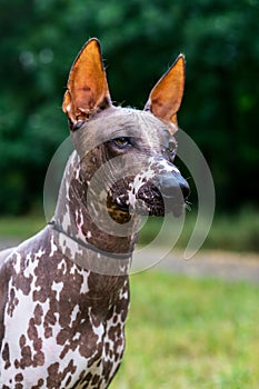 Close up portrait One Mexican hairless dog xoloitzcuintle, Xolo on a background of green grass and trees in the park