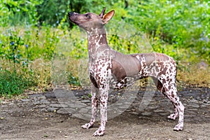 Close up portrait One Mexican hairless dog xoloitzcuintle, Xolo in full growth on a background of green grass and trees in the p