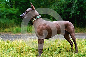 Close up portrait One Mexican hairless dog xoloitzcuintle, Xolo in full growth in a collar on a background of green grass and tr