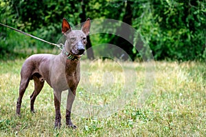 Close up portrait One Mexican hairless dog xoloitzcuintle, Xolo in full growth in a collar, walking in the park on a background