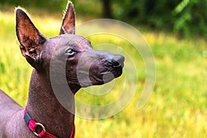 Close up portrait One Mexican hairless dog xoloitzcuintle, Xolo in a red collar on a background of green grass and trees in the