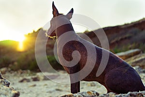 Close up portrait One Mexican hairless dog xoloitzcuintle, Xolo sits on a sandy beach on a sunset background