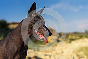 Close up portrait One Mexican hairless dog xoloitzcuintle, Xolo stands at sunset against a background of blue sky