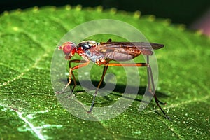 Close up portrait orange fly on green leaf