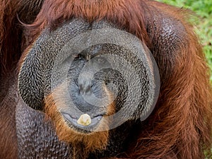 Close up portrait of Orangutan eating banana