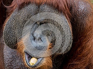 Close up portrait of Orangutan eating banana