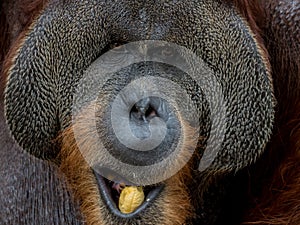 Close up portrait of Orangutan eating banana