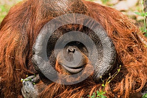 Close-up portrait of Orangutan monkey