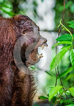 A close up portrait of orangutan with open mouth.
