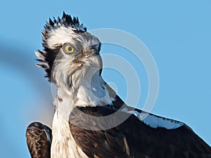 Close up Portrait of Osprey