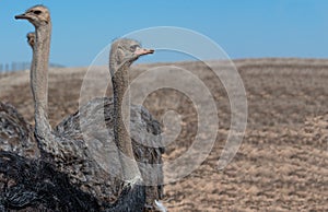 Close up portrait of ostrich posing in the field