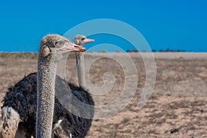 Close up portrait of ostrich posing in the field