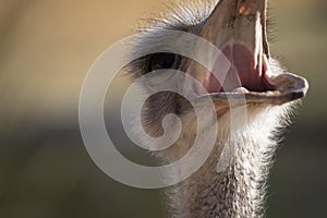 Close up portrait of ostrich screaming