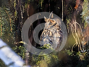 Longeared Owl on sunshine