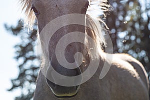 Close up portrait of a palomino colored Icelandic horse