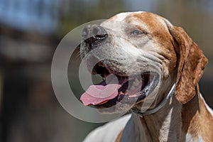 Close up portrait of a panting pointer dog