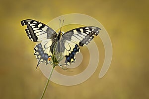 Close-up portrait of a papilio machaon, also called a queen page butterfly sitting on on a Wild Carrot Daucus carota flower