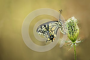Close-up portrait of a papilio machaon, also called a queen page butterfly sitting on on a Wild Carrot Daucus carota flower